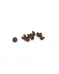 Poivre de Timut du Népal - 40g - SAVOR CREATIONS