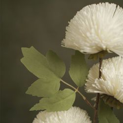 FLORA ALBA TRIPLE POMPOMS BLANCS - HOME EDELWEISS