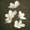 FLORA CHARLENE BRANCHES 5 FLEURS BLANCHES - HOME EDELWEISS