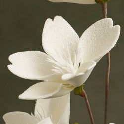 FLORA CHARLENE BRANCHES 5 FLEURS BLANCHES - HOME EDELWEISS