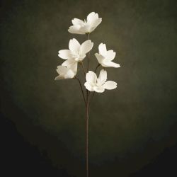 FLORA CHARLENE BRANCHES 5 FLEURS BLANCHES - HOME EDELWEISS