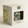 SIMONA B/POMME BLANC/VERT LED 16CM  - HOME EDELWEISS