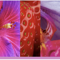 Orchidée sauvage - Moyenne Jarre - YANKEE CANDLE