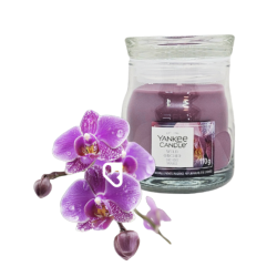 ORCHIDÉE SAUVAGE - PETITE...