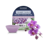 Orchidée sauvage - Fondant de Cire - YANKEE CANDLE