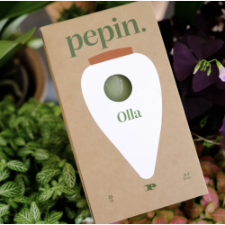 OLLA - VERT - PEPIN