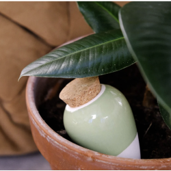 OLLA - VERT - PEPIN