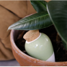 OLLA - VERT - PEPIN
