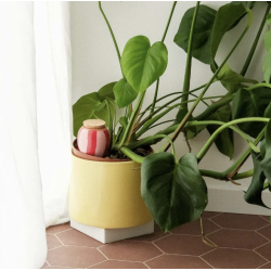 OLLA - RAYÉ ROSE ET ROUGE - PEPIN