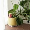 OLLA - RAYÉ ROSE ET ROUGE - PEPIN