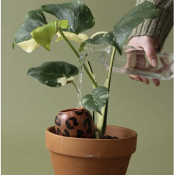 OLLA - LÉOPARD MACCHIATO - PEPIN
