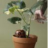 OLLA - LÉOPARD MACCHIATO - PEPIN